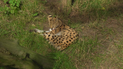 a serval cat resting in the grass zoom