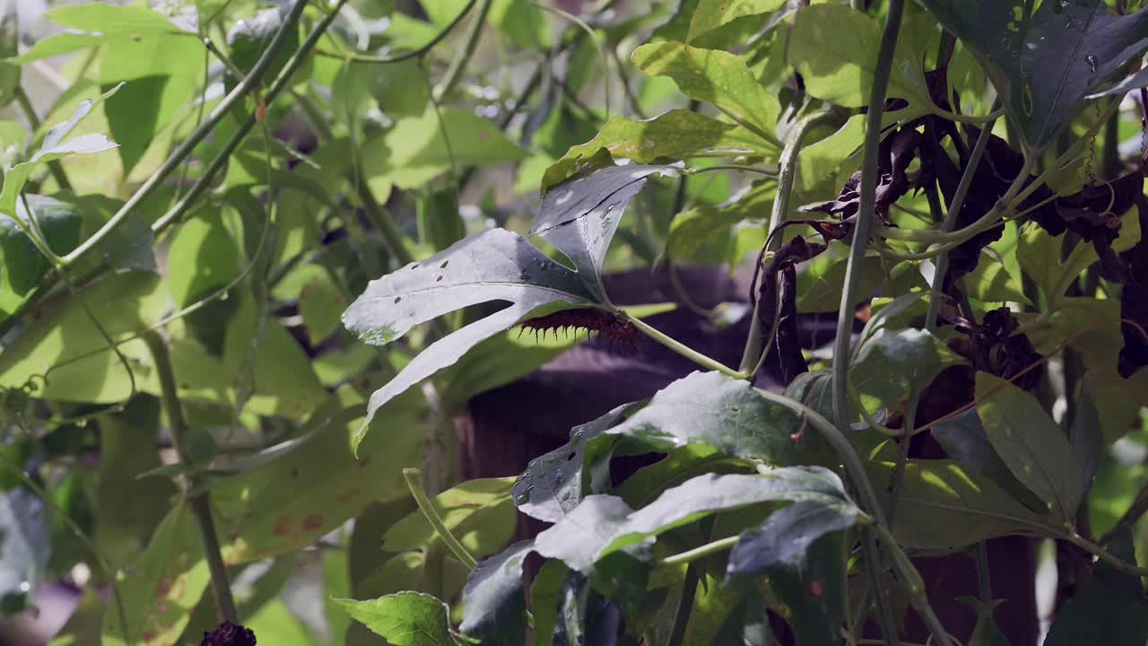 A Gulf fritillary caterpillar feeds on the leaves of a passion flower vine in a natural garden setting