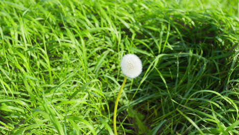 lone dandelion moving in the wind