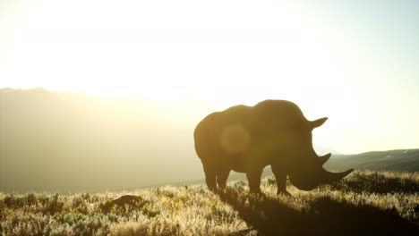 Nashorn-Steht-Bei-Sonnenuntergang-Im-Offenen-Gelände