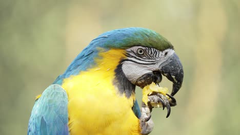 Vivid-appearance-blue-and-yellow-macaw,-ara-ararauna,-eating-fruit-with-its-beak-from-claw-during-the-day-against-beautiful-green-blurred-background