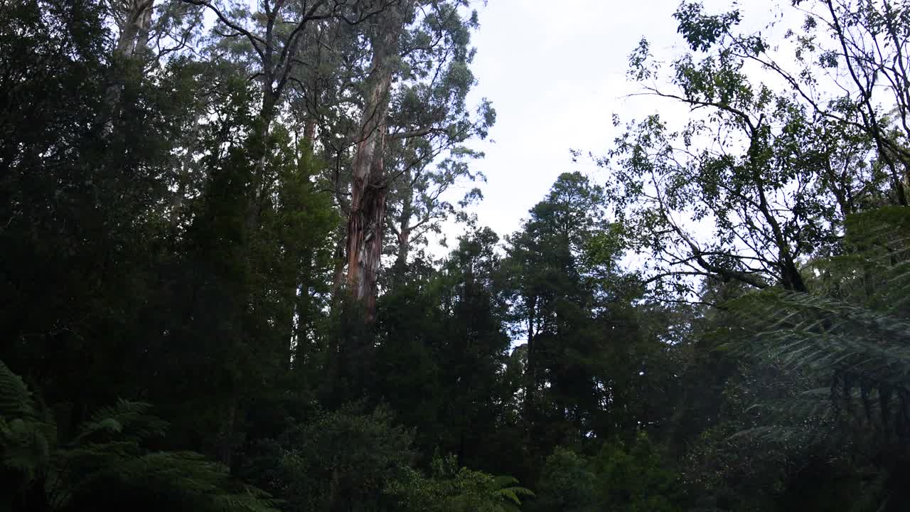 Lush greenery and tall trees in rainforest