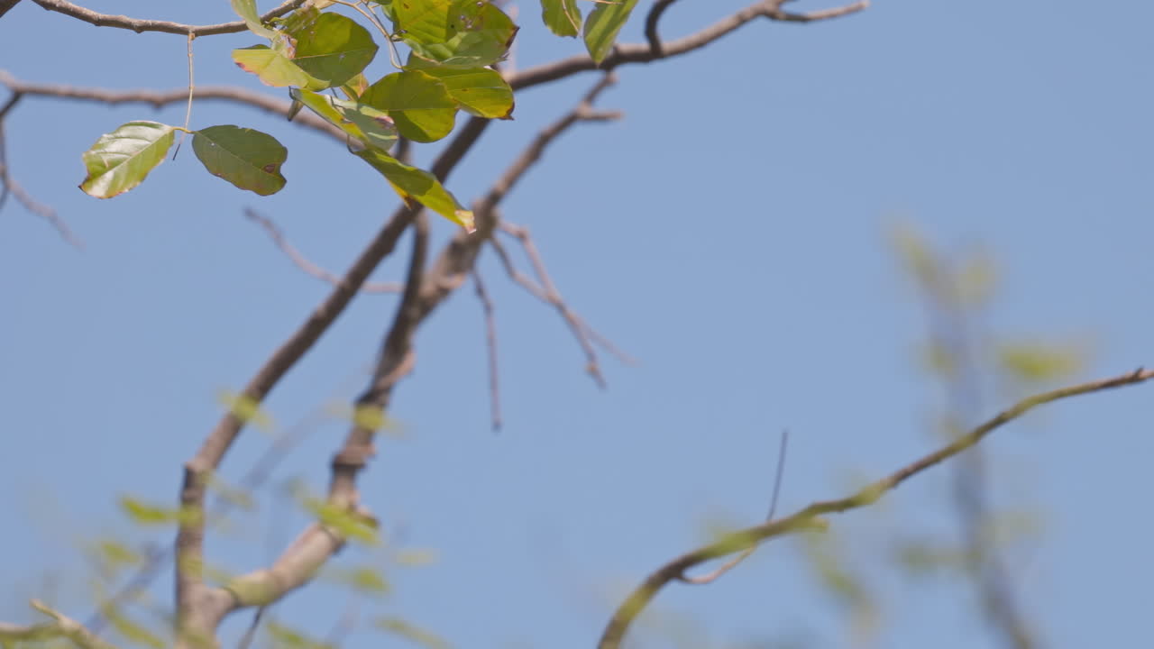 One Indian flying fox hanging from the tree branch and flying away, keoladeo bird sanctuary, India.