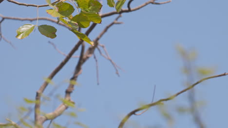 one indian flying fox hanging from the tree branch and flying away, keoladeo bird sanctuary, india.