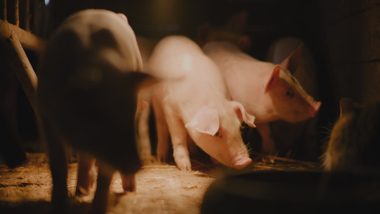 창고에 있는 돼지 새끼