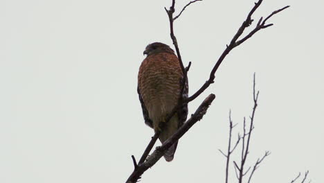 Red-shouldered-hawk-perched-on-a-large,-barren-branch-in-the-pouring-rain