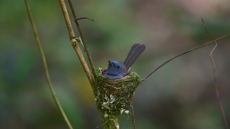 Papamoscas-Azul-De-Nuca-Negra,-Hypothymis-Azurea,-Tailandia