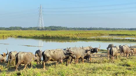 Manada-De-Bueyes-Junto-Al-Río