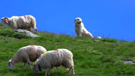 pyrenean mountain dog protecting sheep, pyrenees, france