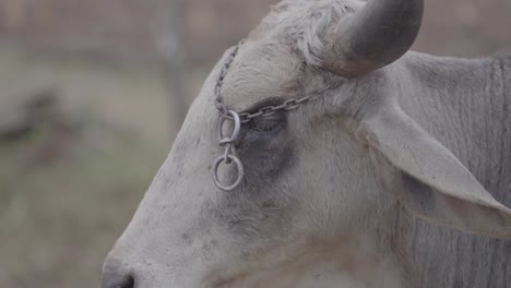 closeup detailed shot of a light colored livestock bull which has chains around the horns while it calmly stands still in a field blurred with the background