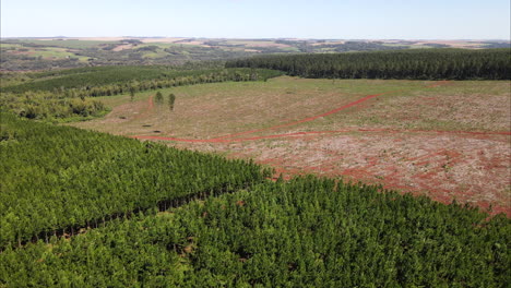 reforestation field in misiones province