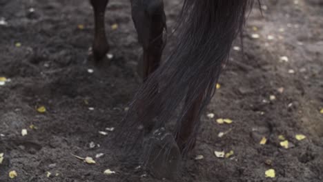 horse hooves walking on sand, dirt in a forest in slow motion, brown