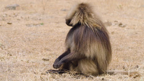 gelada monkey sitting on the ground in simien mountains national park, ethiopia. - closeup shot