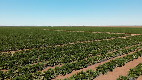 Aerial-drone-footage-of-green-field-of-sowing-in-Hermosillo-Sonora-Mexico