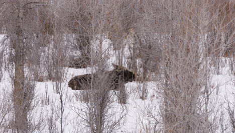 a moose laying in the snow and brush, chewing on branches