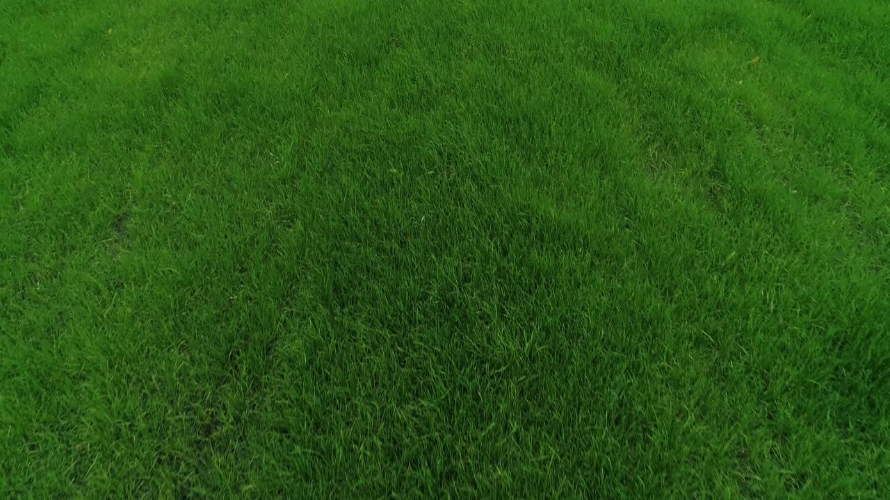 volando sobre el césped. fondo verde