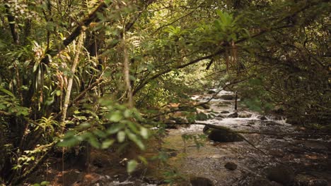 River-streamiInside-a-rainforest-amazon-jungle-with-a-calm-clean-river-with-rocks-and-tropical-plants