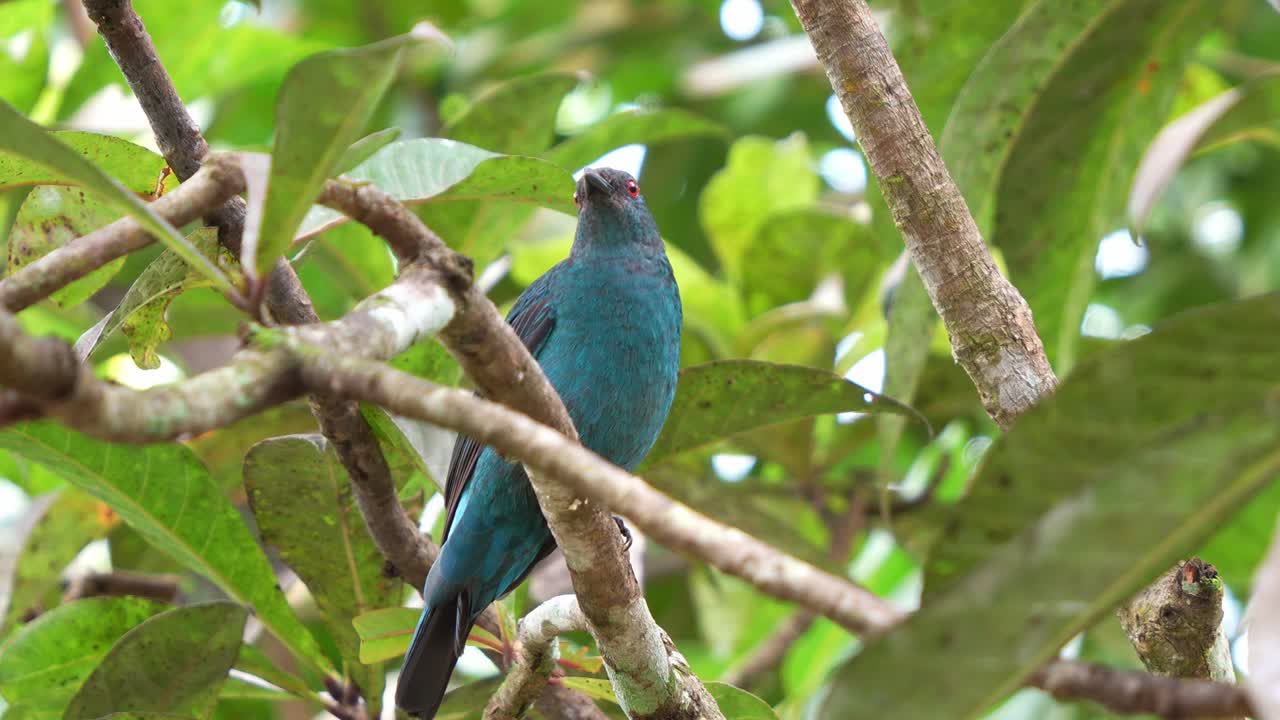 hembra de pájaro azul de hadas asiático posada en una rama de árbol en medio del bosque, preguntándose por su entorno, toma de primer plano