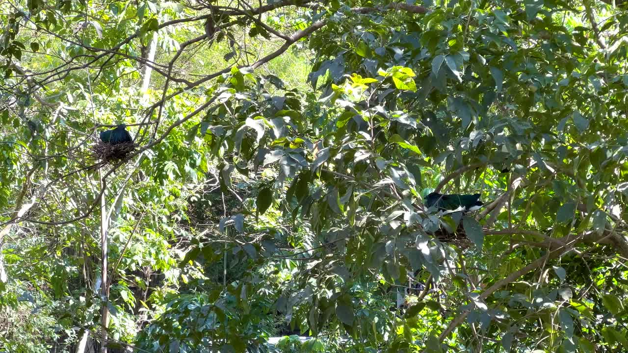 푸른 잎자루 속 에 서 있는 니코바르 비둘기