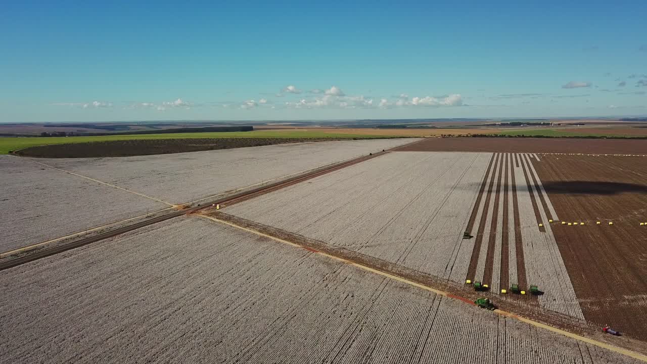 huge white plantation of ripe cotton, partially harvested by combines, on a sunny day