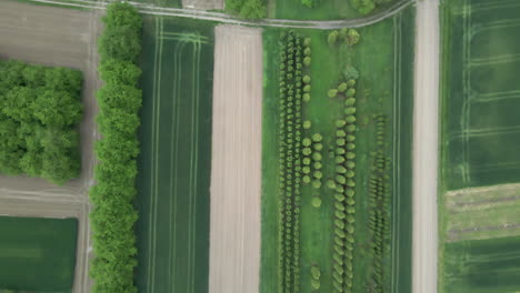 diferentes campos agrícolas y árboles desde arriba