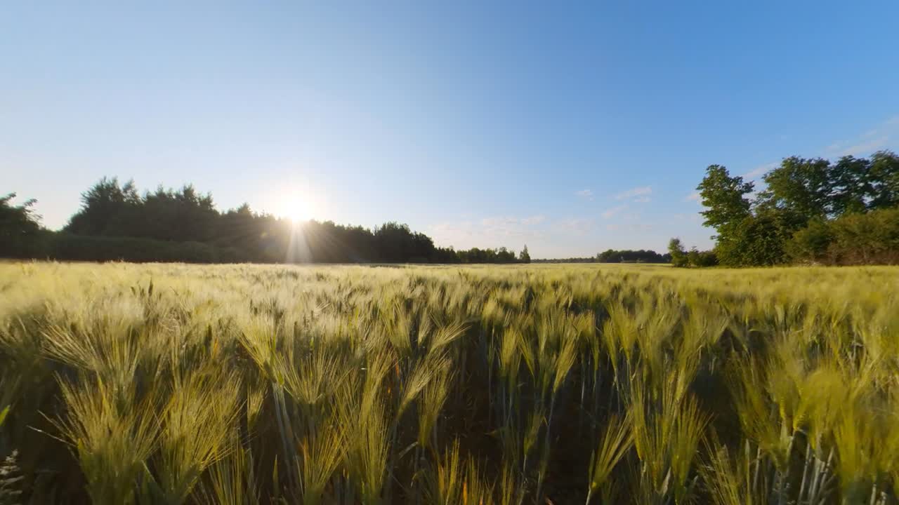 Cereal Agriculture Crops Field Illuminated By Sunrise