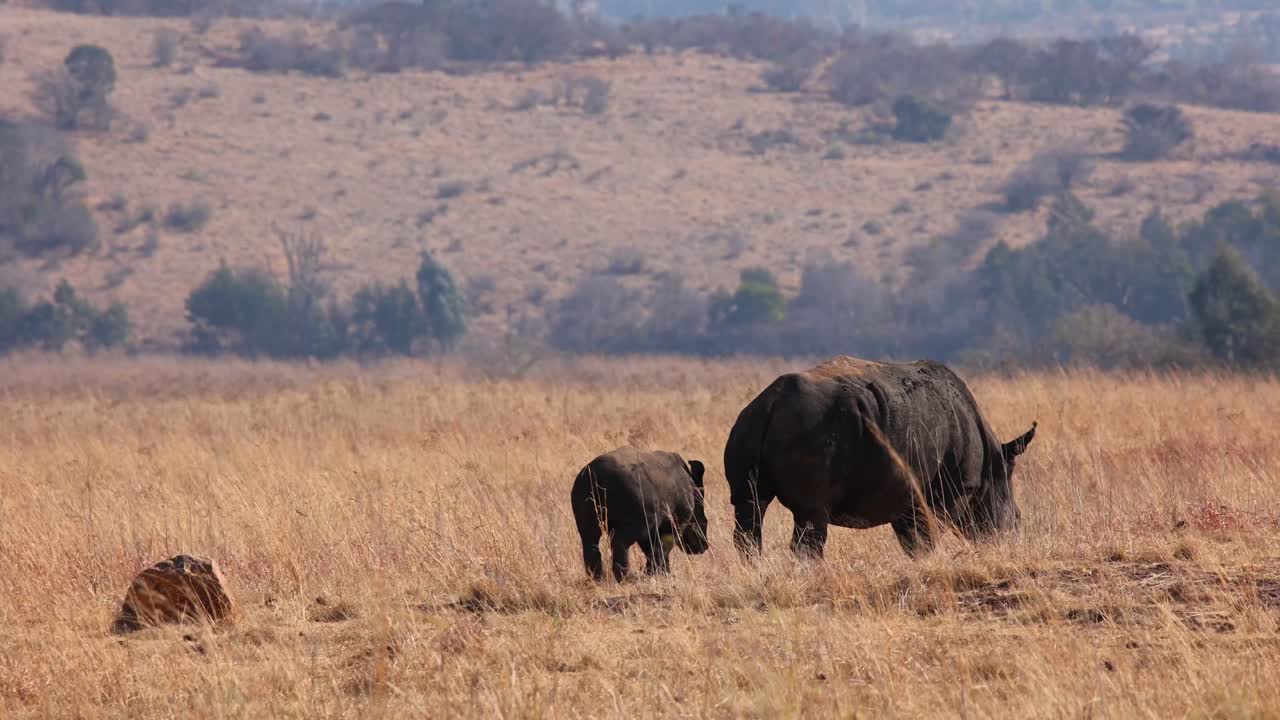 White rhino mother and calf walk in dry grass in heat haze