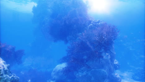 colorful coral reef thriving beneath clear blue ocean water