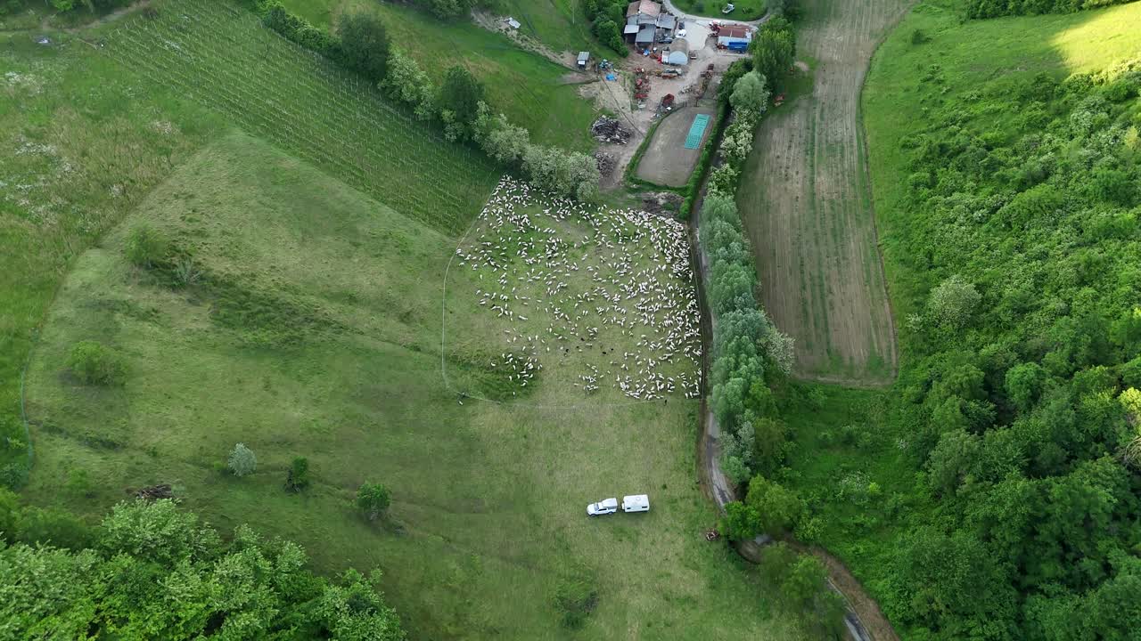 Aerial top down drone glide shows a large herd of sheep scattered across a green hillside meadow in the Arda Valley, Emilia-Romagna, Italy, then camera tilt up to vineyard rows in the rural landscape