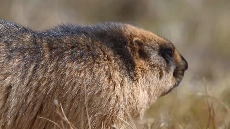 La-Marmota-De-Cola-Larga-O-Marmota-Dorada-Buscando-Comida