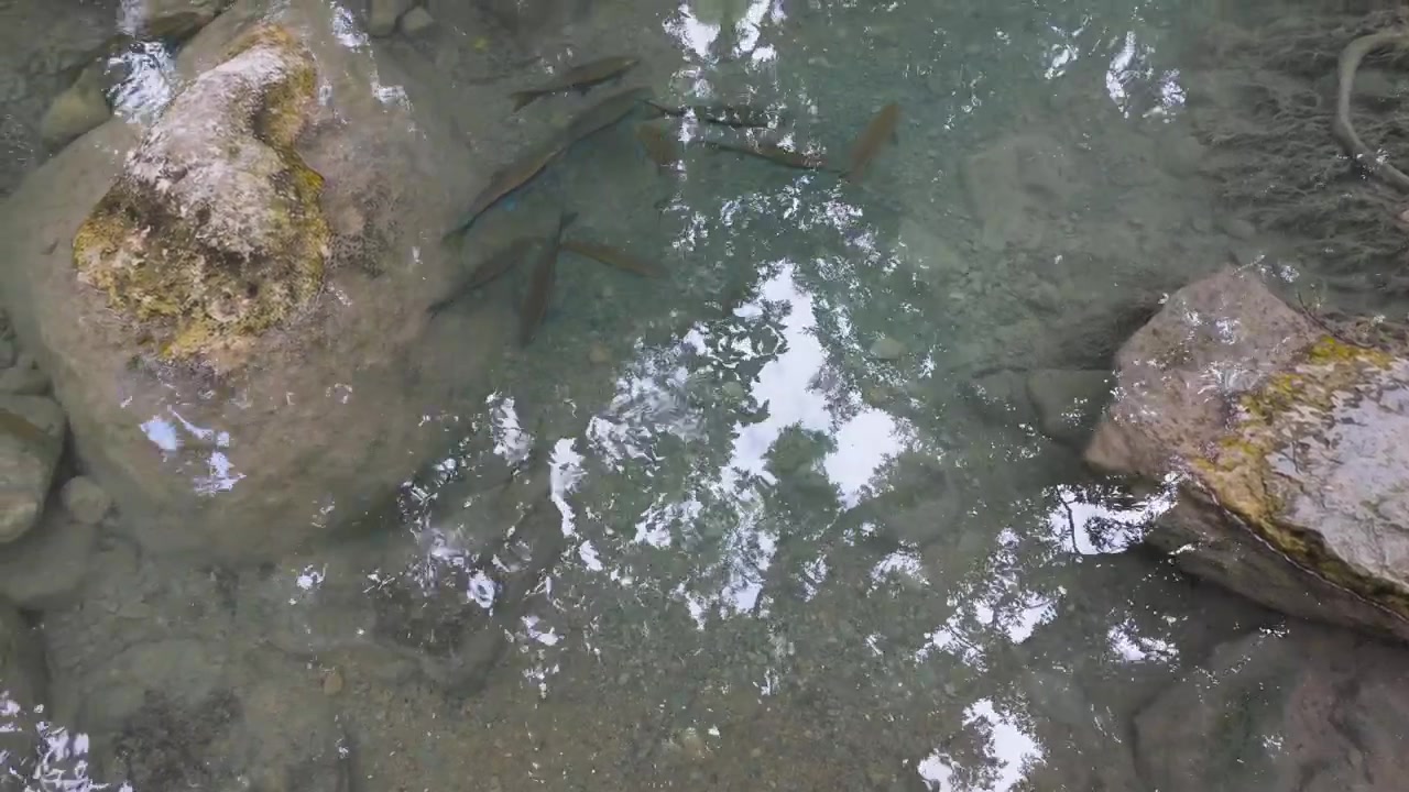 Pesci nuotano sotto i riflessi specchiati degli alberi in uno stagno calcareo immobile incorniciato da massi muschiosi nel Parco Nazionale di Erawan.