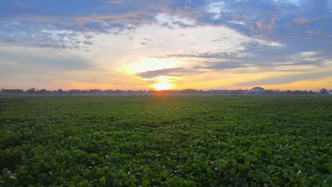 Toma-Aérea-De-Un-Lago-Cubierto-De-Plantas-Al-Atardecer