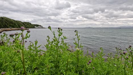 serene coastal scene with flowers and sea