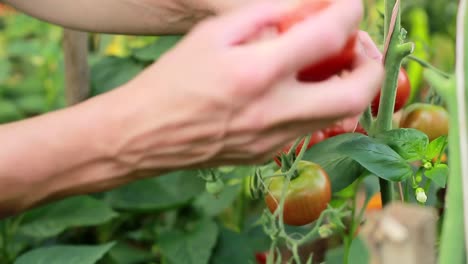 picking ripe tomatoes in a greenhouse stock footage