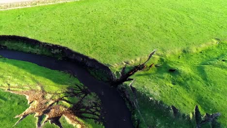 Drone-footage-of-free-range-cattle-running-through-open-green-pasture-in-Iowa