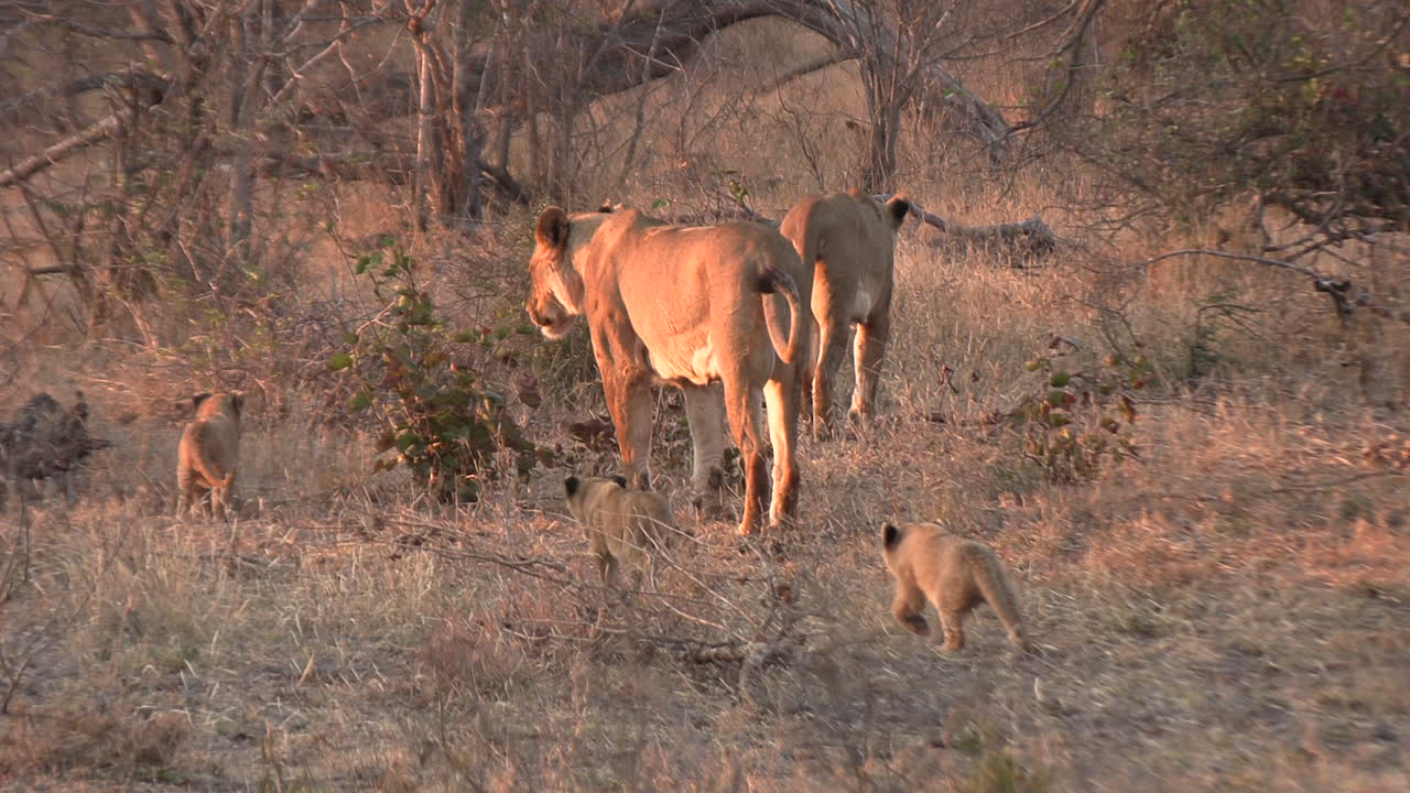 세 마리의 작은 사자 새끼는 황금 시간 동안 사자녀를 따라 덤불로 들어갑니다.