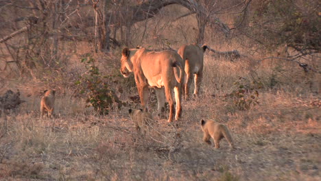 tres pequeños cachorros de león siguen a las leonas al matorral durante la hora dorada