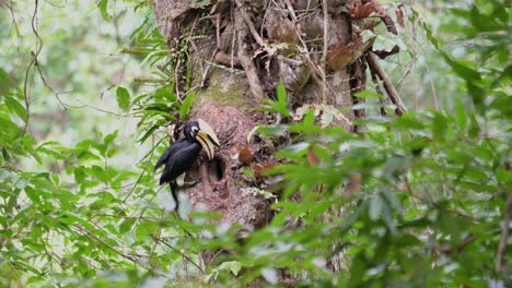 Regurgitating-food-from-its-mouth,-the-Oriental-Pied-Hornbill-Anthracoceros-albirostris-gave-them-to-its-mate-that-is-nesting-inside-the-cavity-of-a-tree-inside-Khao-Yai-National-Park,-in-Thailand
