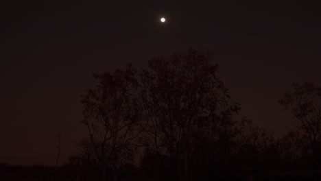 moonlit night in the australian outback