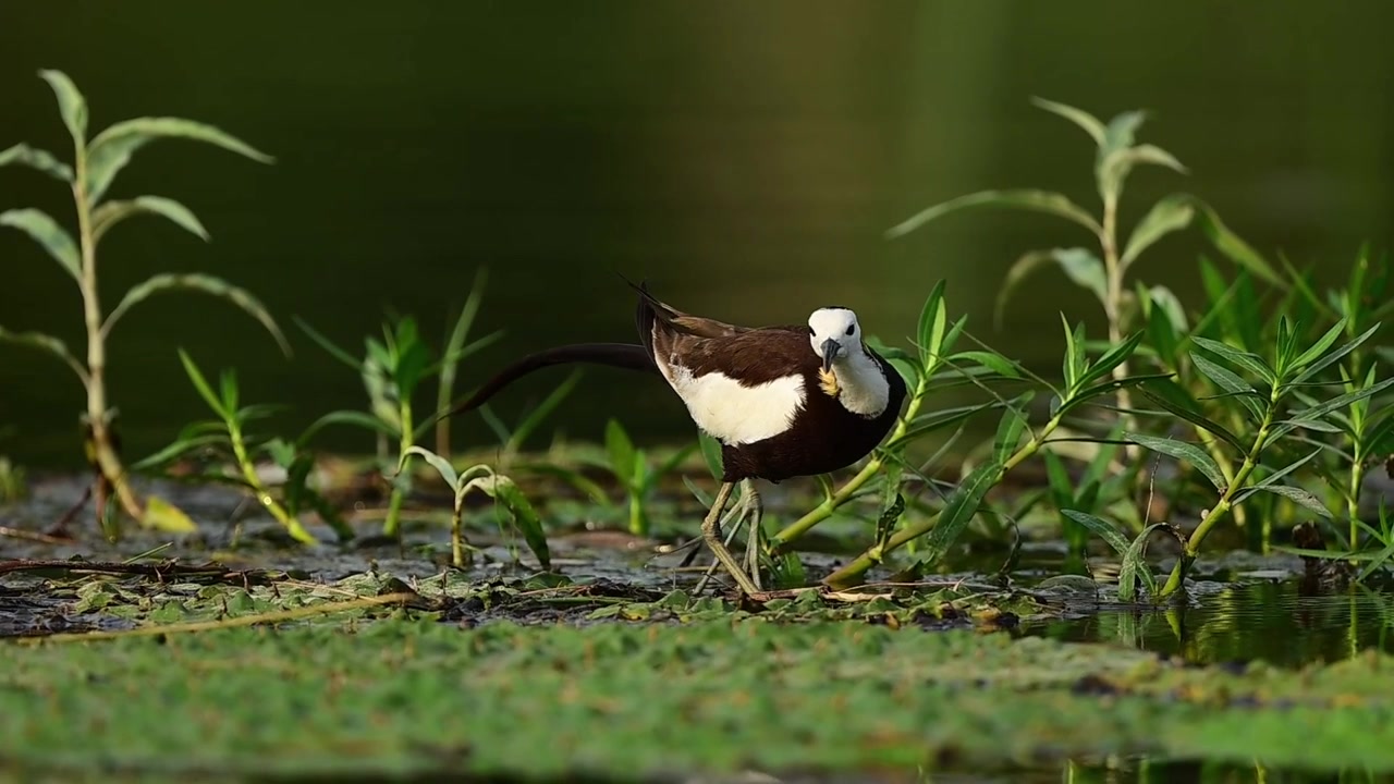 Uno sguardo intimo e bellissimo a un solitario uccello acquatico asiatico, la Jacana dalla coda di fagiano, che si nutre attivamente tra i tranquilli riflessi di un lago selvaggio e incontaminato.