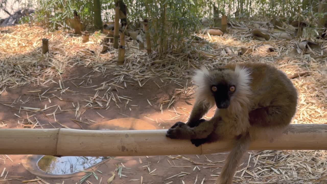 Un lemure macaco femmina (Eulemur macaco) seduto che si guarda intorno nel Parco dei Lemuri, Madagascar