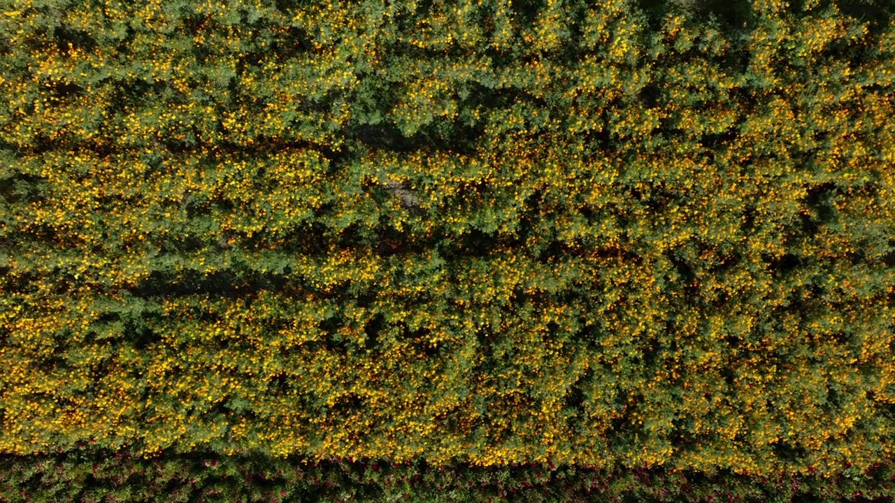 DRONE: RIPRESA DALL'ALTO DI FIORI DI CEMPASÚCHIL SU UN CAMPO DEL MICHOACÁN.