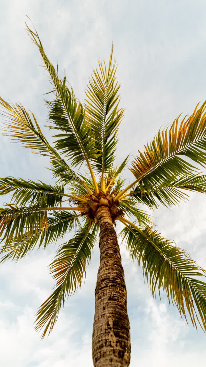 palm trees and tropical rainforest in vertical