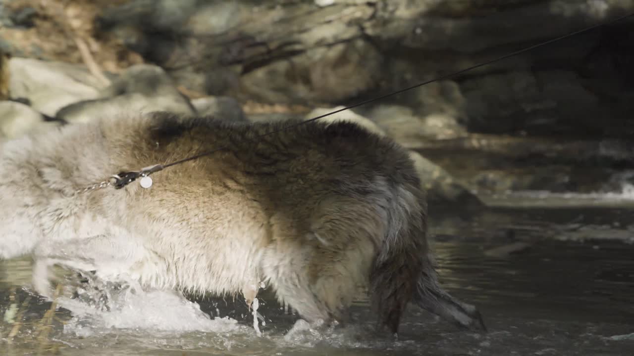 A leashed wolf cautiously steps through shallow water near a rushing waterfall, merging raw nature with human presence in a surreal riverside encounter.