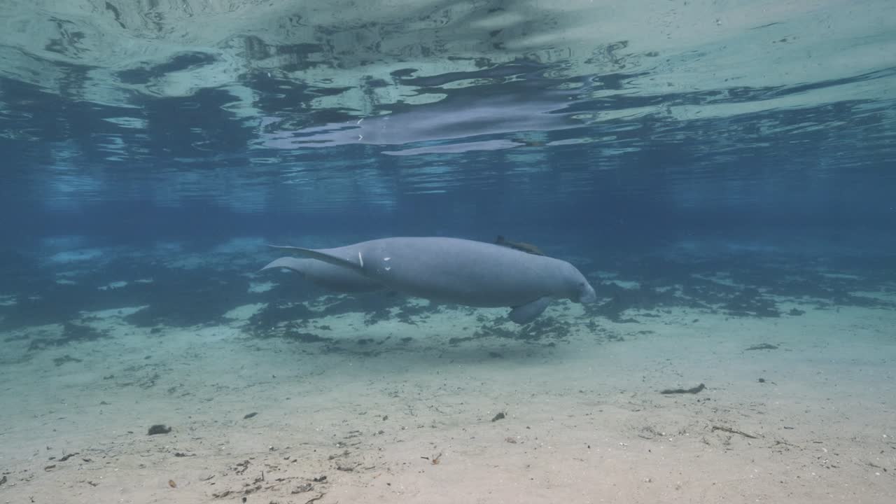 A manatee glides slowly across the sandy spring bottom beneath crystal-clear water in a peaceful natural habitat