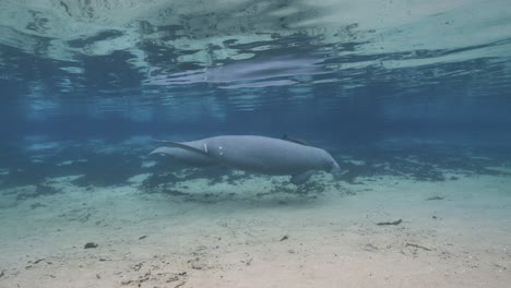 a manatee glides slowly across the sandy spring bottom beneath crystal-clear water in a peaceful natural habitat