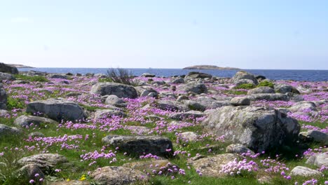 coastal sea thrift in bright purple amongst grass and rocks over a scenic landscape in sweden