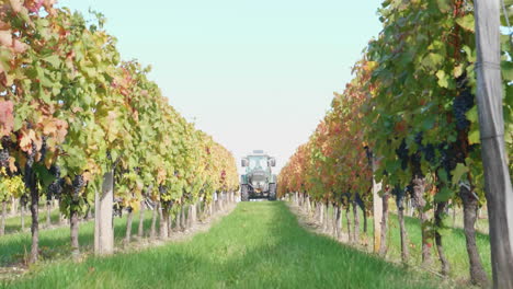 tractor se encuentra en el viñedo entre las vides de otoño para el vino rojo