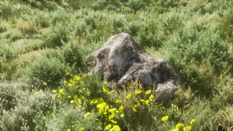 grandes rocas en el campo con hierba seca