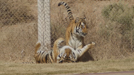 captive tigers wrestling slow motion